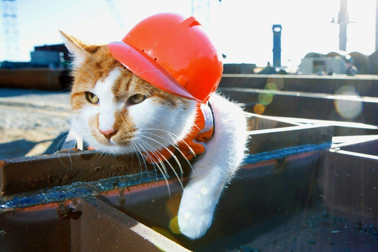 1704206040_baldezh-top-p-kot-v-kaske-krasivo-27