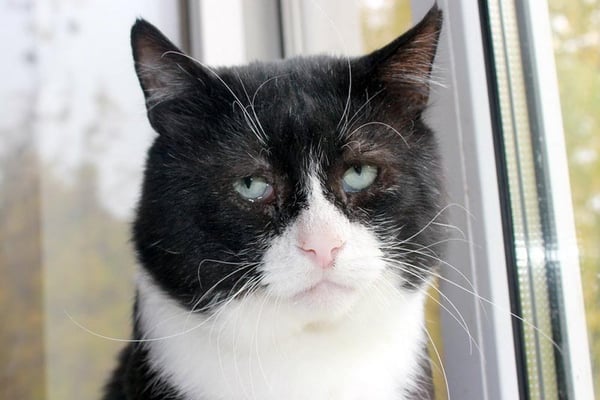 Время сажать кота на диету: почему в Поволжье дорожают корма для домашних животных