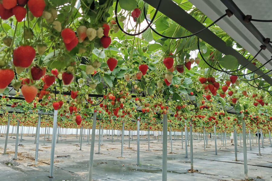 upload-2222-pic_32ratio_900x600-900x600-47896