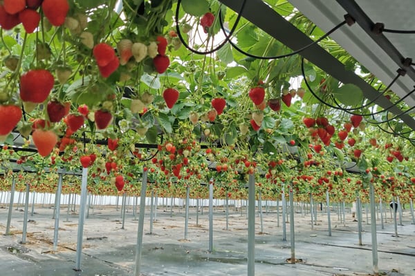 Место на полке: как большие ретейлеры работают с маленькими поставщиками